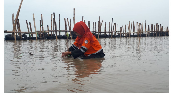 Cegah Abrasi Pantai Ciparagejaya, BAZNAS Tanggap Bencana Provinsi Jawa Barat Tanam 500 Pohon Mangrove