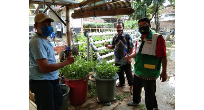 Ditengah Budikdamber, Kelompok Mustahik BAZNAS Jabar di Cimahi Berhasil Panen Kangkung Aquaponik