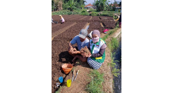 BAZNAS Jabar Menggalakkan Budidaya Bawang Merah dengan Bantuan Benih TSS