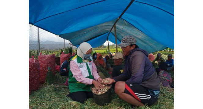 Petani Bawang Merah Binaan BAZNAS Jabar Behasil Meraup Untung di Tengah Pandemi Covid-19