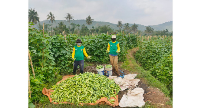Peternak Binaan LPEM BAZNAS Provinsi Jawa Barat Kembangkan Integrated Farming Tanam Mentimun