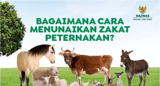 bagaimana cara menunaikan zakat peternakan