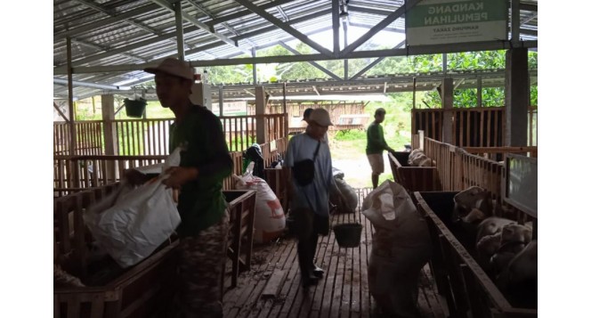 BAZNAS Dukung Peternak Jepara Manfaatkan Silase Daun Singkong untuk Ketahanan Pakan Mustahik