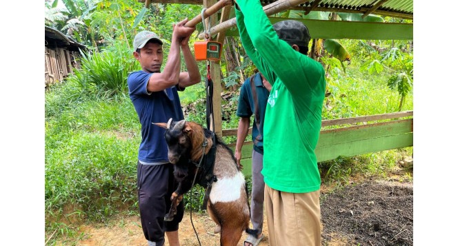 Supervisi Kesehatan Hewan, BAZNAS Jamin Kepercayaan Pekurban